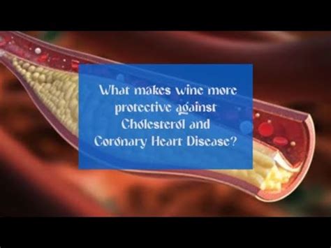 What makes wine more protective against Cholesterol and Coronary Heart Disease?
